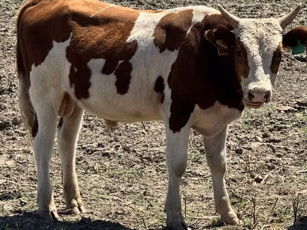 Bik, Simmental cattle