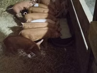 Pigs (batch, sex not specified) — photo 3