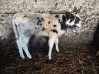 Toro, Russian Black pied cattle — foto 5