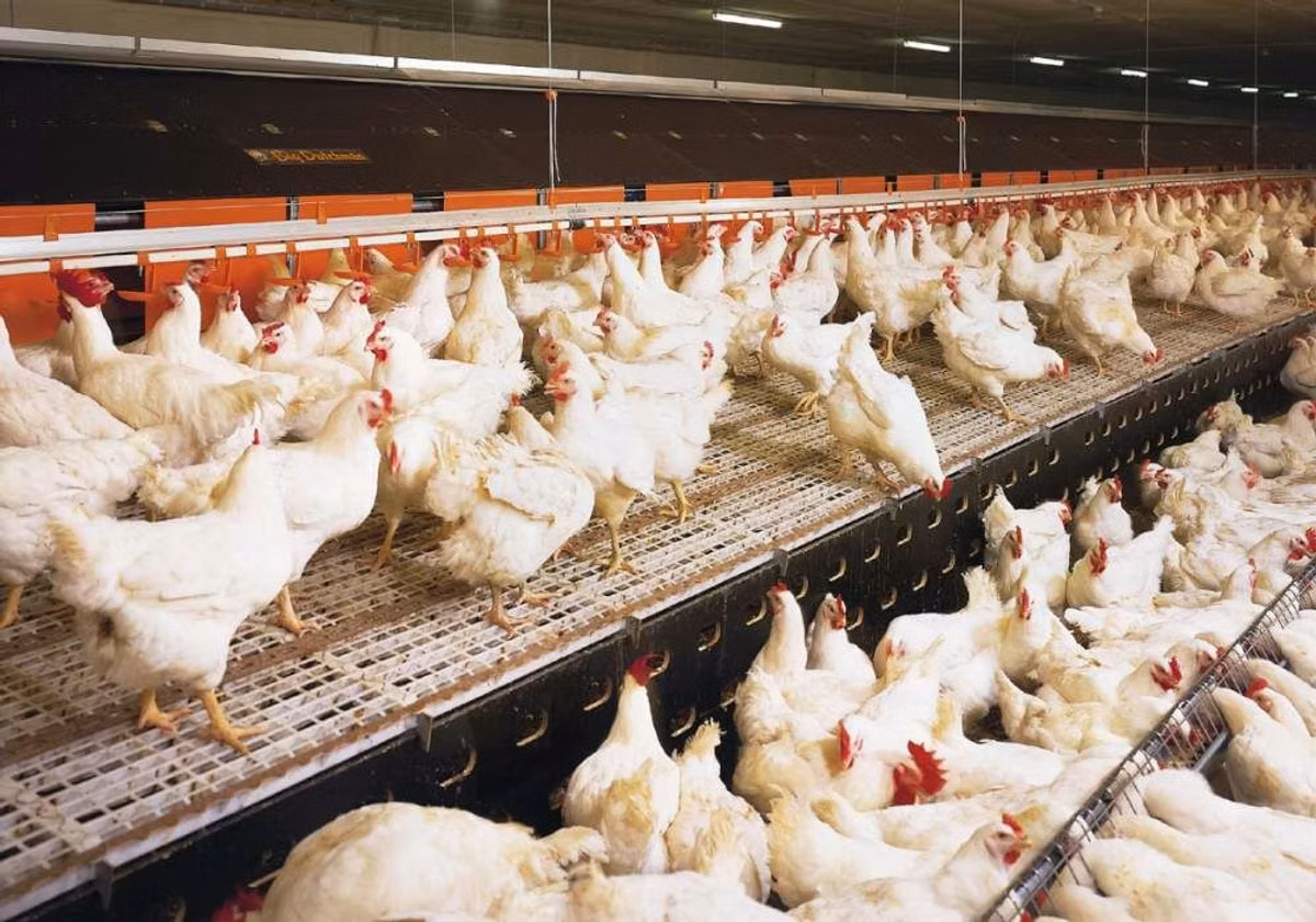 Premixuri pentru animale şi păsări