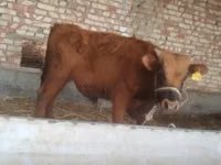 सांड, मवेशी — फ़ोटो 5