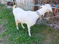 Capra, Beetal goats — foto 2