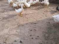 Amerika Pekin — 2-rasm
