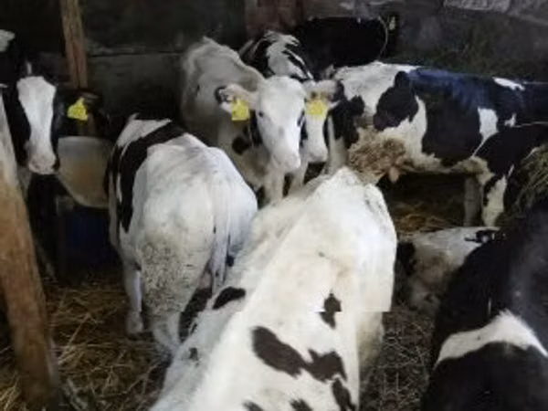 Bull, Russian Black pied cattle — Hungary