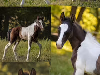 Horse (M), Alter Real — photo 2