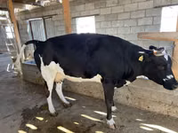 Lembu betina, Russian Black pied cattle — foto 3