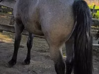Horse (M), Horses — photo 3