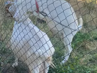Billy Goat, Saanen goat — photo 2