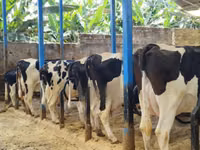 Cow, Holstein breed — photo 2