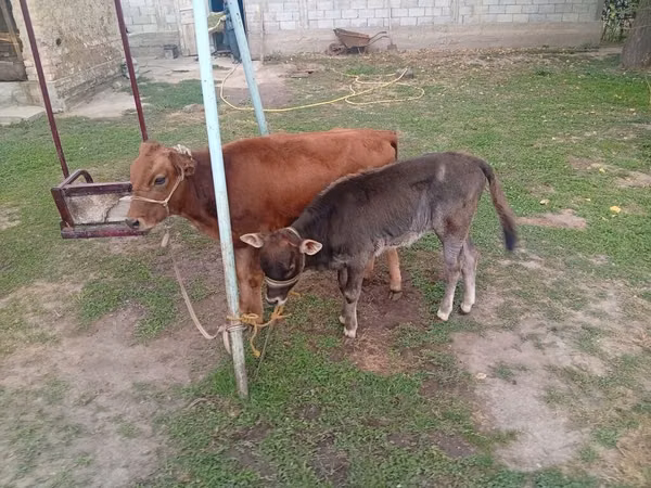 Cow, Swiss cattle — Kyrgyzstan