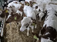 Бух, Simmental cattle — 2 зураг