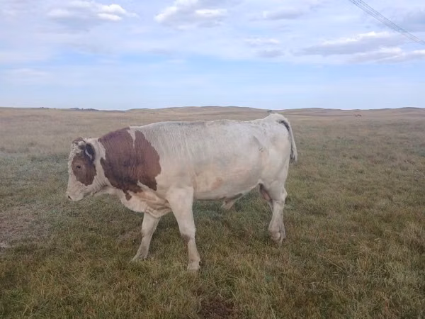 Bull, Simmental cattle — Kazakhstan