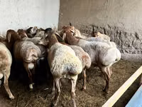 قوچ, Rhon sheep — عکس 4