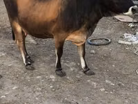 Cow, Aberdeen-Angus — photo 2