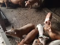 Boar, Pigs — photo 5