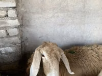 雌羊, Arashan sheep — 写真 2
