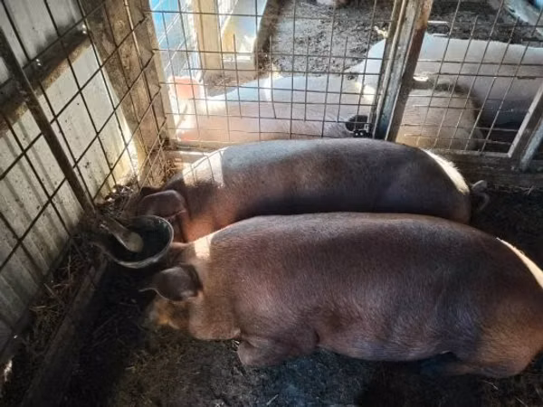 Schweine (Partie, Geschlecht nicht angegeben), Schweine — Ungarn