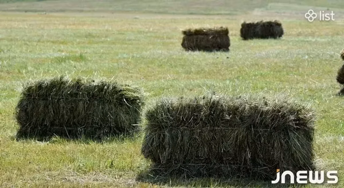 Խառը խոտի ևՅոնջեն տուկ