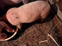 Sow, Pigs — photo 2