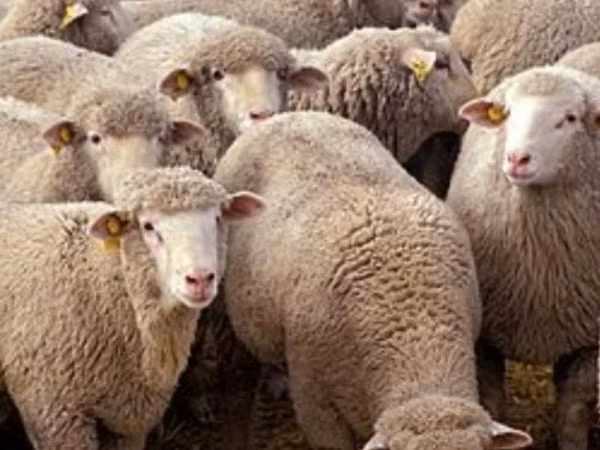 Kambing jantan, Sheep — Kazakhstan
