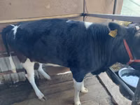 Cow, Russian Black pied cattle — photo 1