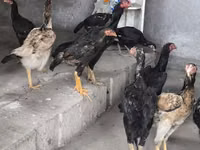 Chickens — عکس 4