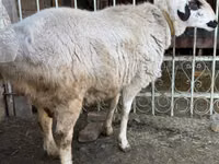 Ram, Sheep — photo 1