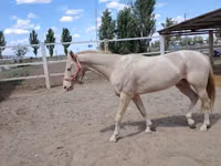 حصان, Akhal-Teke — الصورة 6