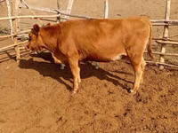 গাভী, Latvian Blue cattle — ছবি 1