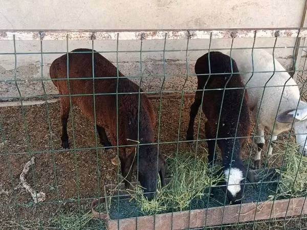 Ram, Sheep — Uzbekistan