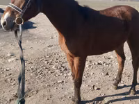 Ngựa đực, Kazakh horse — ảnh 1