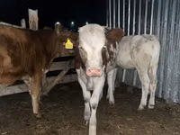 Vache, Simmental cattle — photo 4