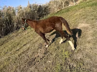 اسب نر, اسب — عکس 4