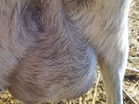 Koza, Saanen goat — fotografija 5