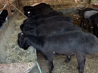 ஆண் ஆடு, ஆடுகள் — புகைப்படம் 4