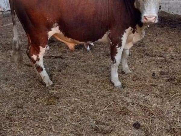 公牛, Cattle — 哈萨克斯坦