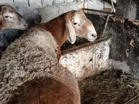 Koç, Arashan sheep — foto 5