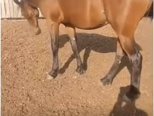 Horse (M), Horses — Kazakhstan
