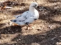 Ducks — फ़ोटो 2