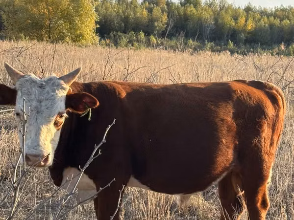 Touro, Vaca branca de cabeça kazakh