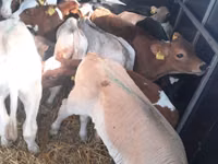 Boğa, Simmental cattle — foto 2