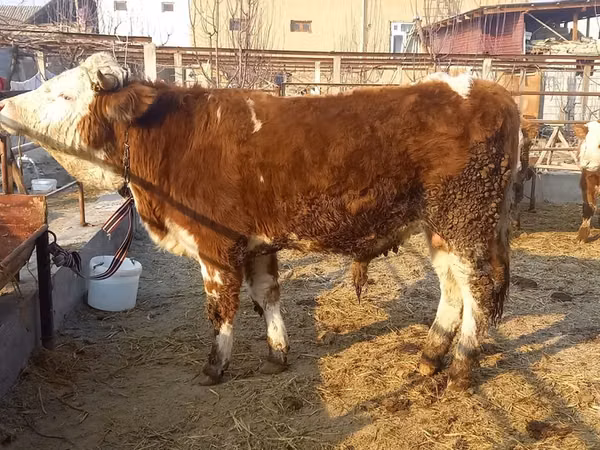 Bull, Simmental cattle — Uzbekistan