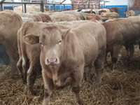 گاو و گوساله (گروه، جنسیت مشخص نشده), Simmental cattle — عکس 1