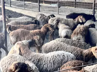Ovan, Arashan sheep — fotografija 2