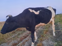 Կով, Russian Black pied cattle — լուսանկար 2