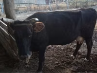 Vache, Latvian Blue cattle — photo 5