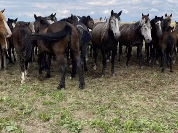 Horse (M), Horses — Russia