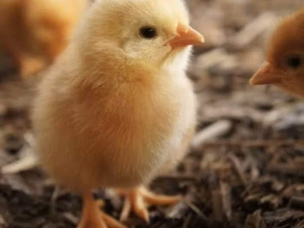 Chickens — جمهوری آذربایجان