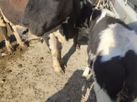 گاو ماده, Russian Black pied cattle — عکس 1