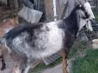 Billy Goat, Goats — photo 1